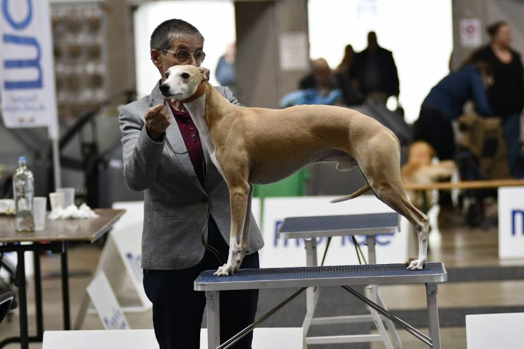 CH. Tea time (copro) Du croquet