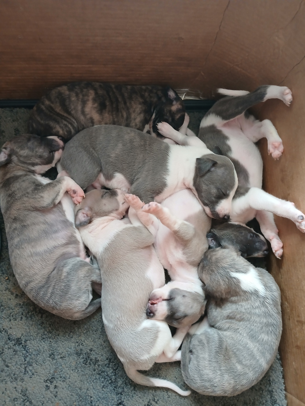 Chiot Whippet Du croquet
