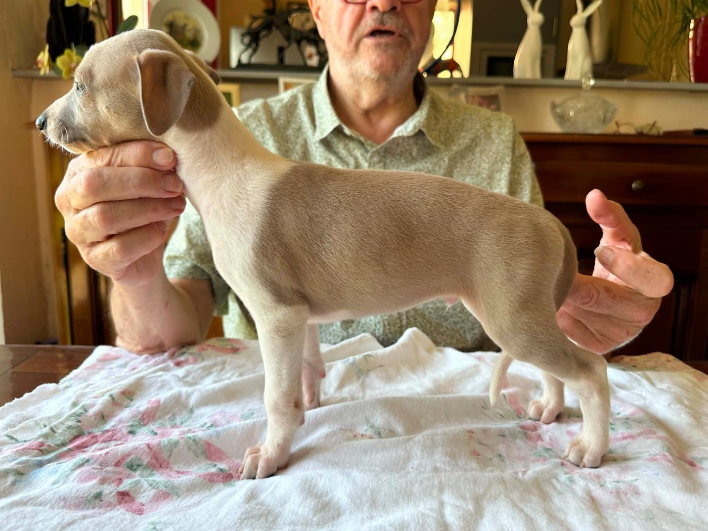 Du croquet - Chiots disponibles - Whippet