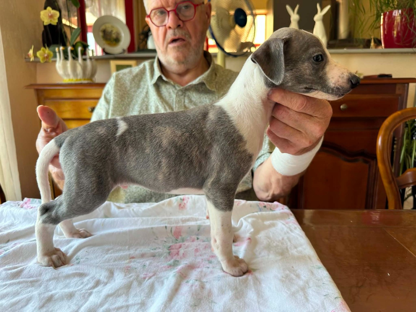 Du croquet - Chiots disponibles - Whippet