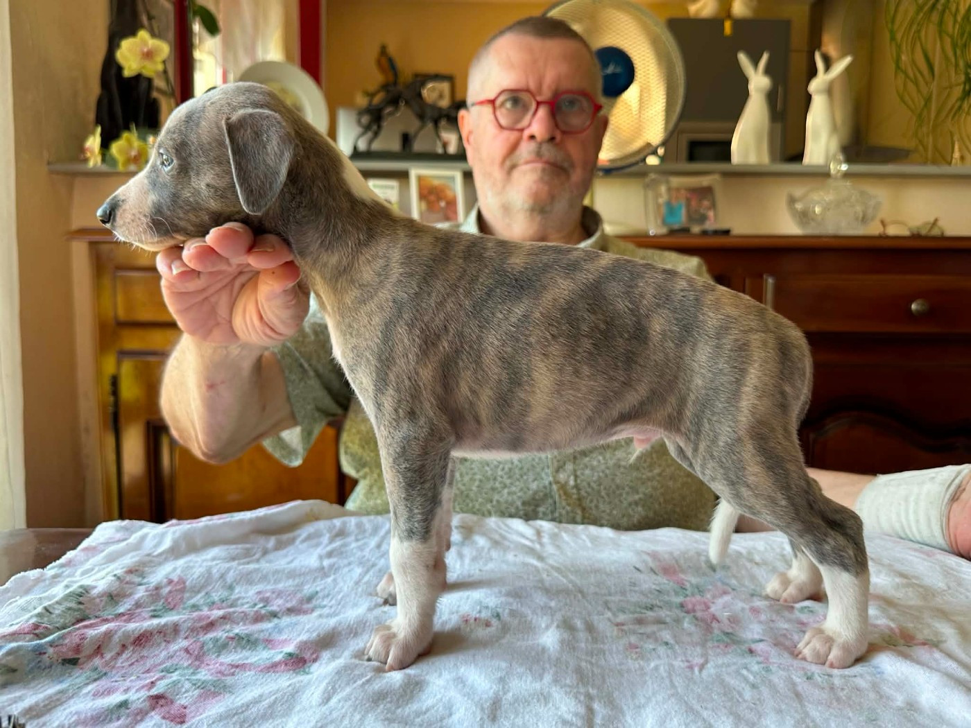 Du croquet - Chiots disponibles - Whippet